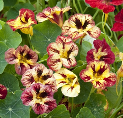 Nasturtium Bloody Mary 6 Plug Plants Tropaeolum Majus from B&Q
