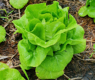 Lettuce All Year Round 6 Plug Plants Vegetable from B&Q