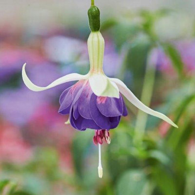 Fuchsia Deltas Sarah 6 Plug Plants Bedding Perennial from B&Q