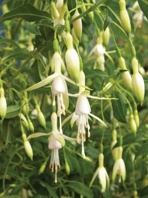 Fuchsia Hawkshead 6 Plug Plants Bedding Perennial from B&Q