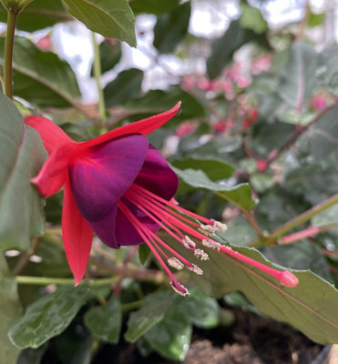 Fuchsia Mrs Popple 6 Plug Plants Bedding Perennial from B&Q
