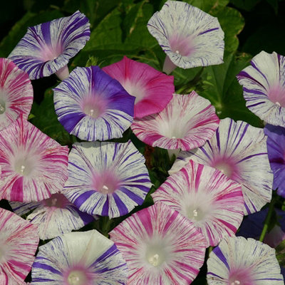  - Ipomoea Peppermint 6 Plug Plants Morning Glory