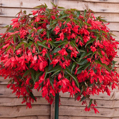 Begonia Boliviensis Red 6 Plug Plants Bedding from B&Q