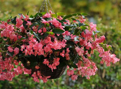 Begonia Dragon Wing Pink 6 Plug Plants Bedding from B&Q