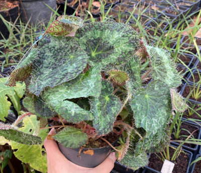 Begonia Sizemoreae House Plant Begonia 12Cm Potted from B&Q