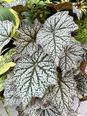 Begonia Sterling Moon Houseplant Plug Plant from B&Q