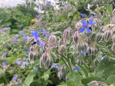 - Borage Officinalis Common Borage 6 Plug Plants Wildflower