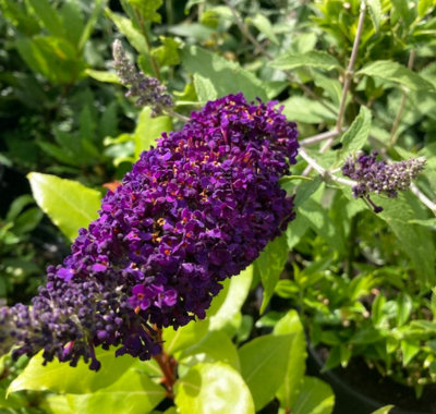  - Buddleja Davidii Black Knight Plug Plant Butterfly Bush