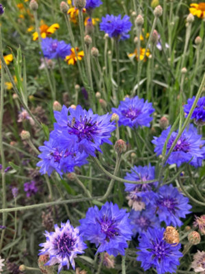  - Centaurea Cyanus Cornflower 6 Plug Plants Wildflower