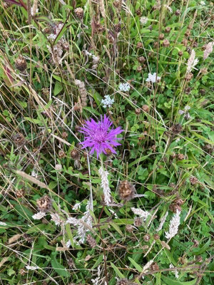  - Centaurea Scabiosa Greater Knapweed 6 Plug Plants Wildflower