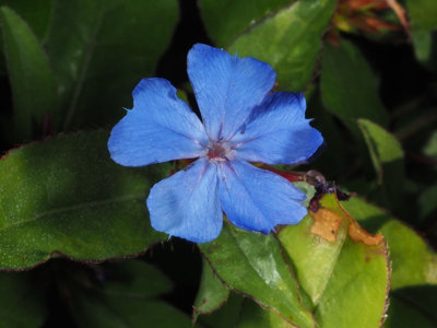 Ceratostigma Plumbaginoides Plug Plant Shrub from B&Q
