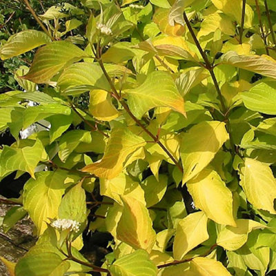 Cornus Alba Aurea 9Cm Potted Plant Dogwood from B&Q