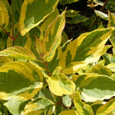 Cornus Alba Gouchaultii Variegated Gouchaultii Dogwood 9Cm Potted Plant from B&Q