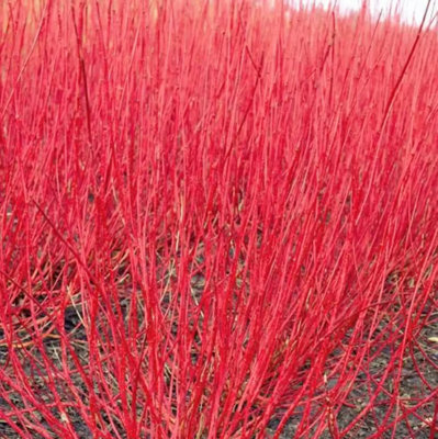 Cornus Alba Sibirica Red Dogwood 9Cm Potted Plant from B&Q