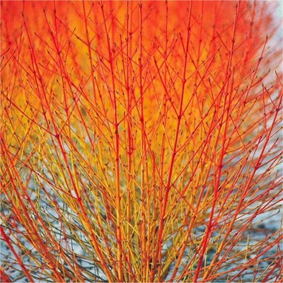 Cornus Sanguinea Midwinter Fire 9Cm Potted Plant from B&Q