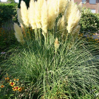 Cortaderia Selloana Evita Pampas Grass Plug Plant from B&Q