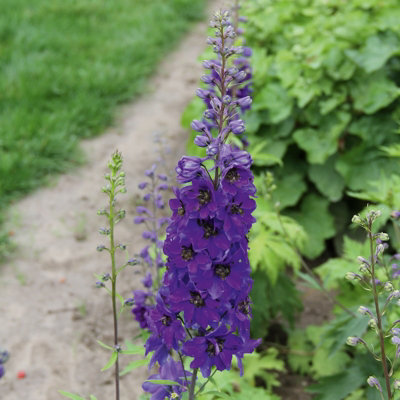  - Delphinium Dark Bee Perennial Plant 6 Plug Plants
