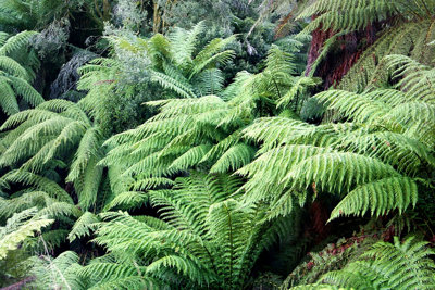 Dicksonia Antarctica Hardy Tree Fern Plug Plant from B&Q