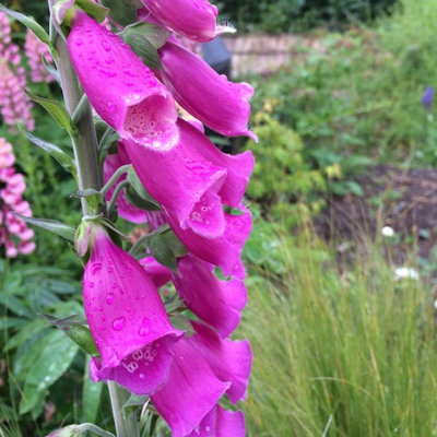  - Digitalis Purpurea Foxglove 6 Plug Plants Wildflower