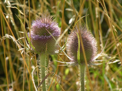  - Dipsacus Fullonum Teasel 6 Plug Plants Wildflower