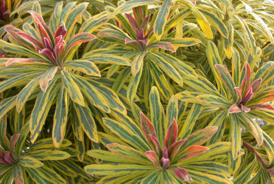  - Euphorbia X Martinii Ascot Rainbow 9Cm Potted Plant Martin's Spurge
