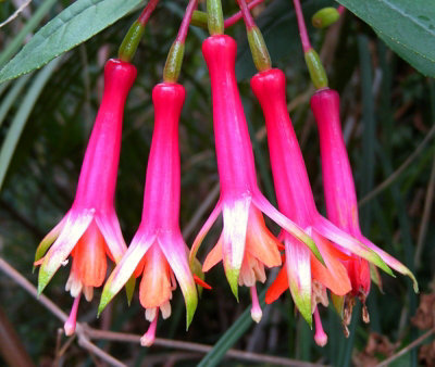 Fuchsia Denticulata Plug Plant Perennial from B&Q