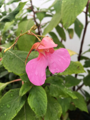 Impatiens Flanaganae 9Cm Potted Plant Hardy Perennial from B&Q