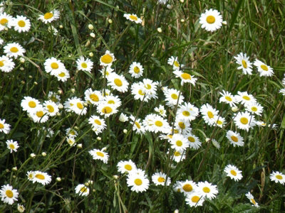  - Leucanthemum Vulgare 6 Plug Plants Oxeye Daisy Wildflower