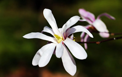 Magnolia Stellata Star Magnolia 9Cm Potted Plant from B&Q