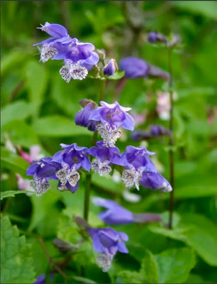 Meehania Urticifolia 9Cm Potted Plant Perennial from B&Q