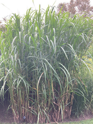 Miscanthus Giganteus 9Cm Potted Plant Hardy Perennial from B&Q