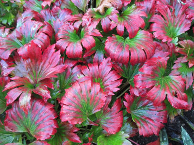 Mukdenia Karasuba Plug Plant Perennial from B&Q