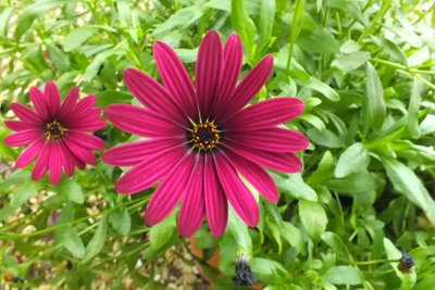 Osteospermum Purple 6 Plug Plants Perennial from B&Q