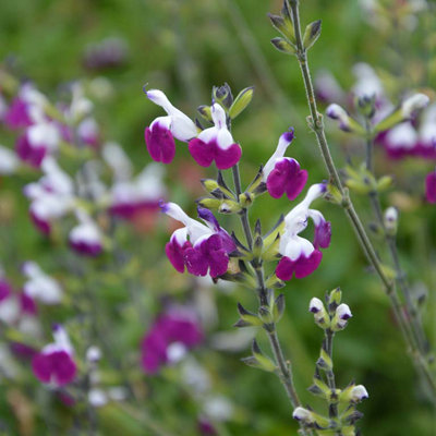 Salvia Amethyst Lips 3 Plug Plants Perennial Plants from B&Q
