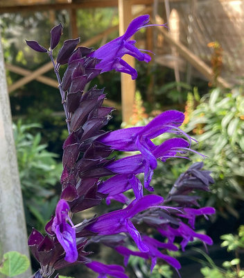 Salvia Amistad 6 Plug Plants Perennial Plants from B&Q