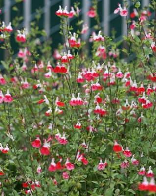 Salvia Hot Lips 6 Plug Plants Perennial Plants from B&Q