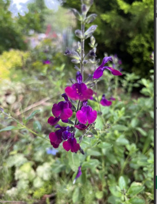 Salvia Nachtvlinder 3 Plug Plants Perennial Plants from B&Q