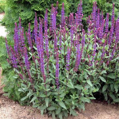  - Salvia Nemorosa Caradonna 6 Plug Plants Perennial