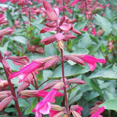 Salvia Wendys Wish 3 Plug Plants Perennial Plants from B&Q