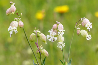 Silene Vulgaris Bladder Campion 6 Plug Plants Wildflower from B&Q