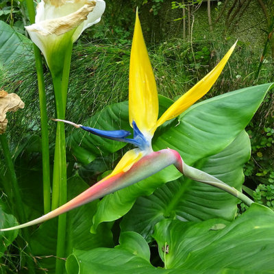 Strelitzia Reginae Mandela's Gold Plug Plant Yellow Bird Of Paradise Plant from B&Q