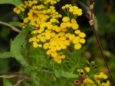  - Tanacetum Vulgare Tansy 6 Plug Plants Wildflower