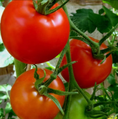Tomato Alicante 3 Plug Plants Vegetable Plants from B&Q