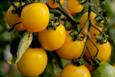 Tomato Tumbling Tom Yellow 3 Plug Plants Veg Plants from B&Q