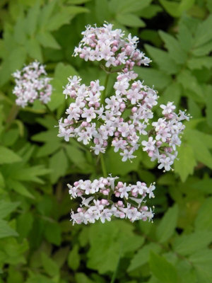  - Valeriana Officinalis Valerian 6 Plug Plants Wildflower
