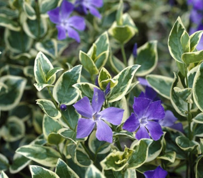  - Vinca Major Variegata 3 Plug Plants Periwinkle