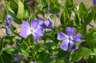  - Vinca Minor Bowles 3 Plug Plants Periwinkle