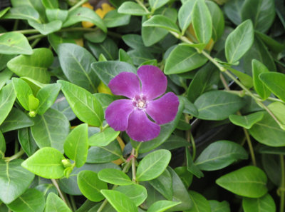 Vinca Minor Verino 9Cm Potted Plant Periwinkle from B&Q