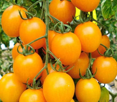 Tomato Honeycomb F1 3 Plug Plants Vegetable Plants from B&Q