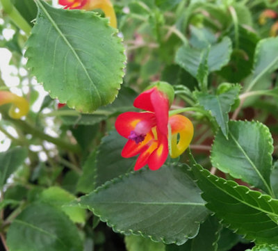 Impatiens Kilimanjari Plug Plant Rare from B&Q